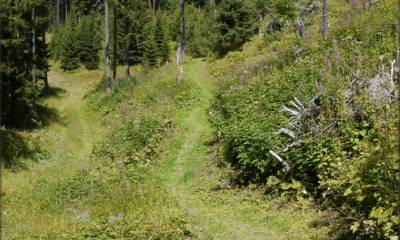 Sur les hauts de La Fouly